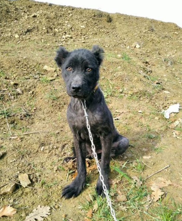 Kocaeli köpek tedavi