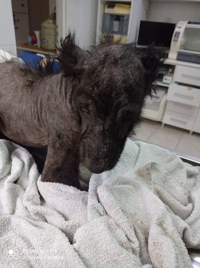 Kocaeli köpek tedavi