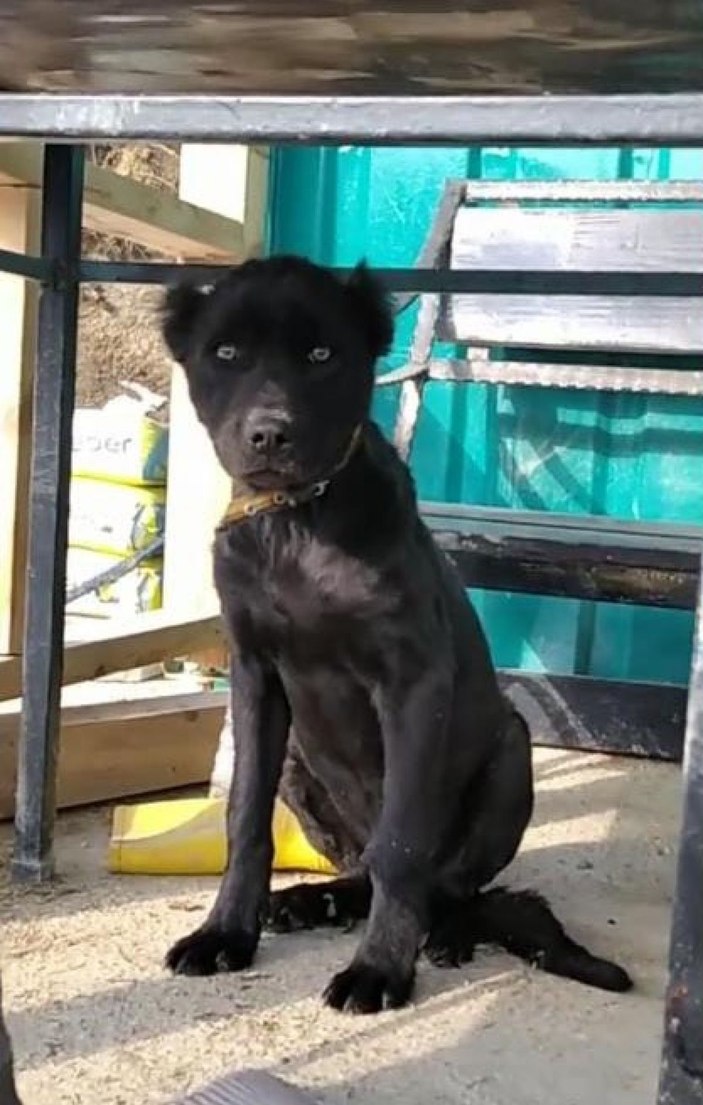 Kocaeli köpek tedavi