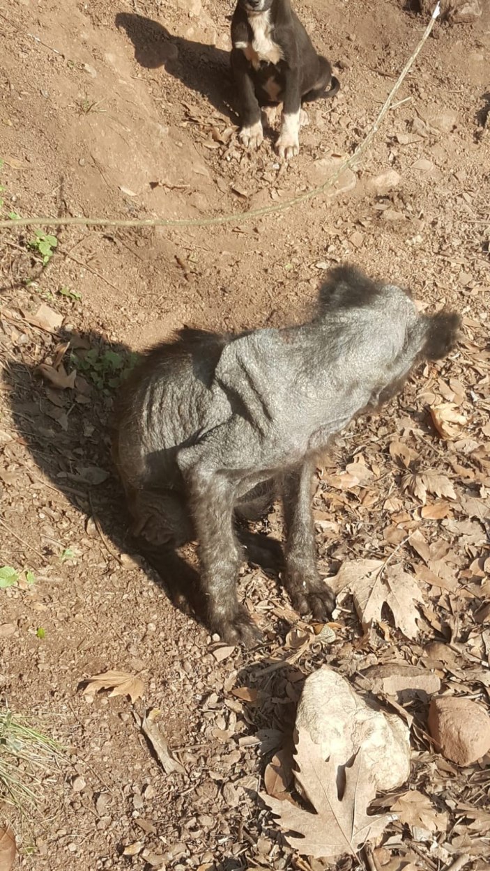 Kocaeli köpek tedavi