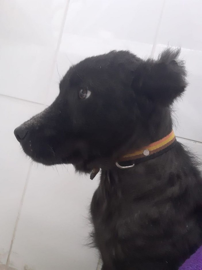 Kocaeli köpek tedavi