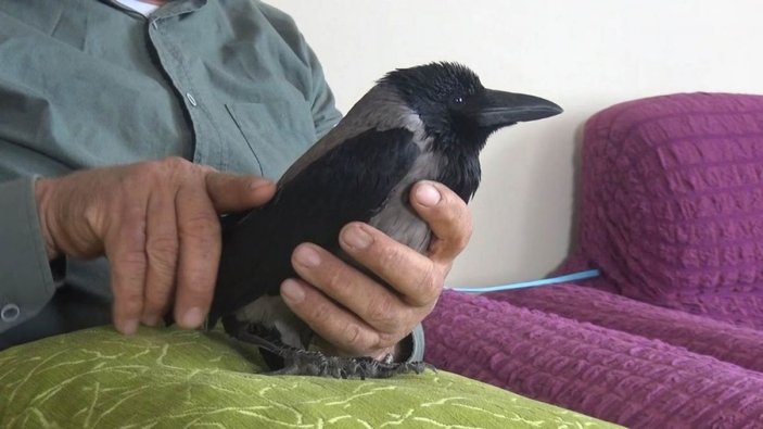 Otomobille gezen karga görenleri şaşırtıyor -10