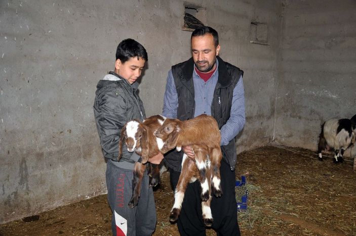 Osmaniye’de çift cinsiyetli ikiz oğlak doğdu