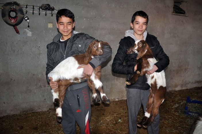 Osmaniye’de çift cinsiyetli ikiz oğlak doğdu