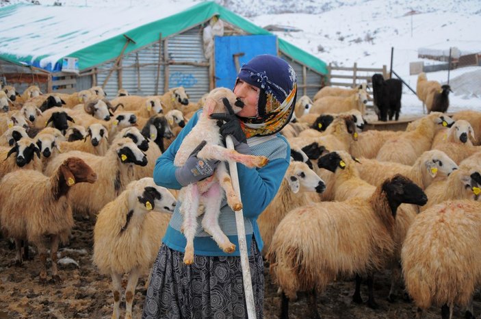 Tunceli'de kışı zor şartlarda geçiren besicilerin kuzu sevinci -3