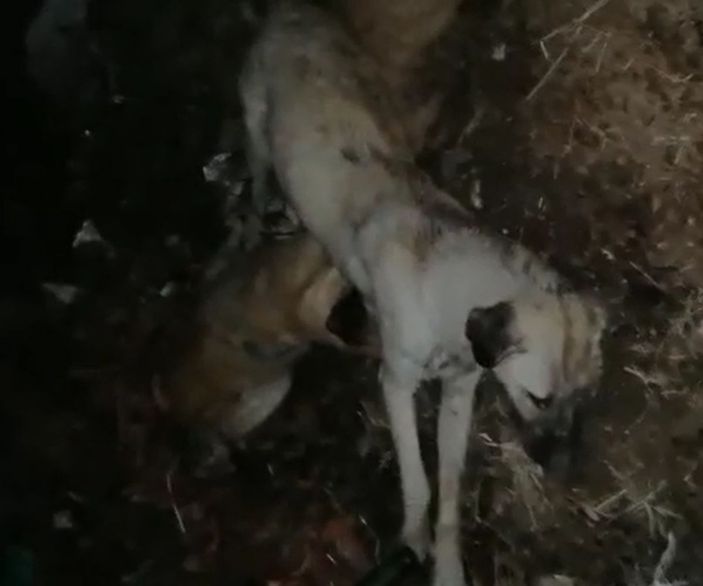 Nevşehir’de ayakları bağlanmış 9 sokak köpeği ölü bulundu -1