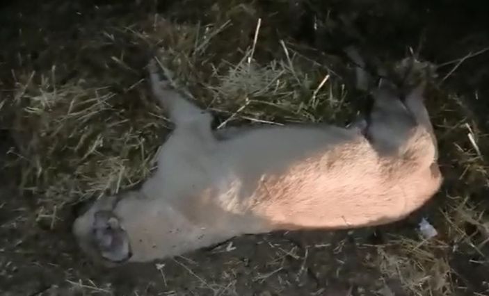 Nevşehir’de ayakları bağlanmış 9 sokak köpeği ölü bulundu -2