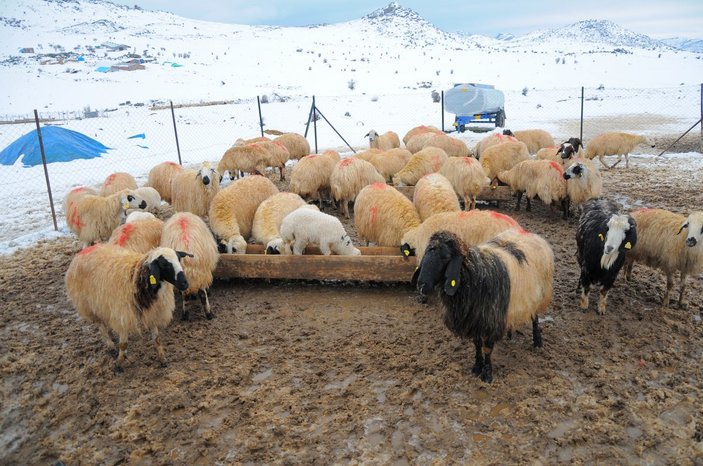 Tunceli'de kışı zor şartlarda geçiren besicilerin kuzu sevinci -6