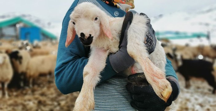 Tunceli'de kışı zor şartlarda geçiren besicilerin kuzu sevinci -10