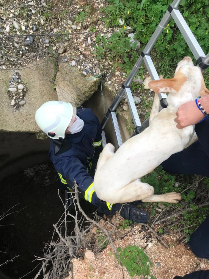 4 metrelik su kuyusuna düşen köpeği itfaiye kurtardı -3