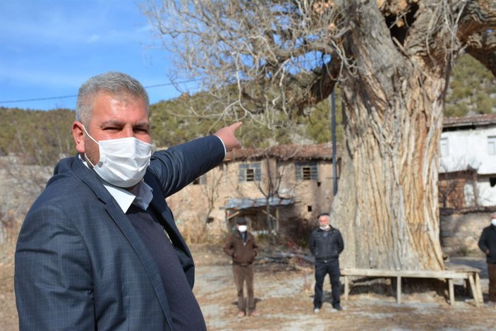 Tokat'taki 7 asırlık kavak ağacına koruma talebi -2