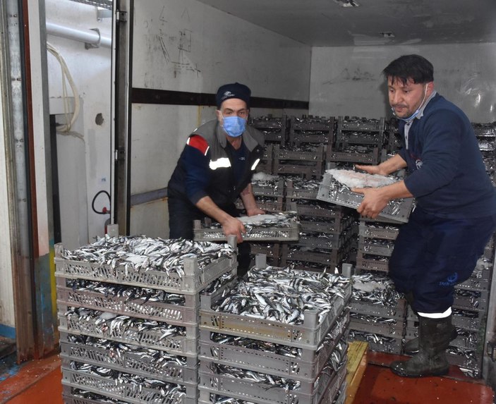 Ege hamsisi İzmir'den dünyaya ulaşıyor -8