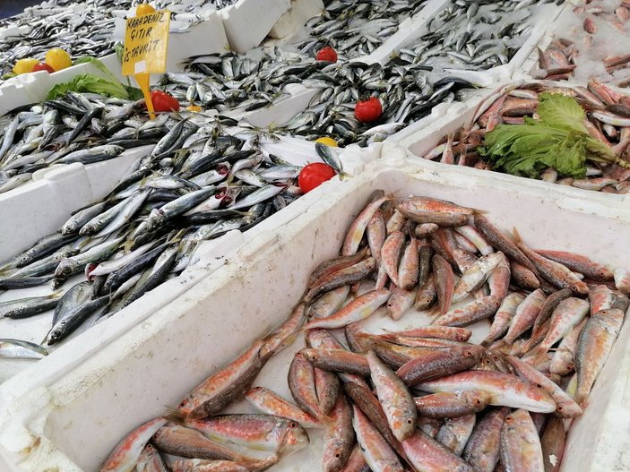 Karadeniz ısındı, balıkların boy ve göç yolları değişti -9