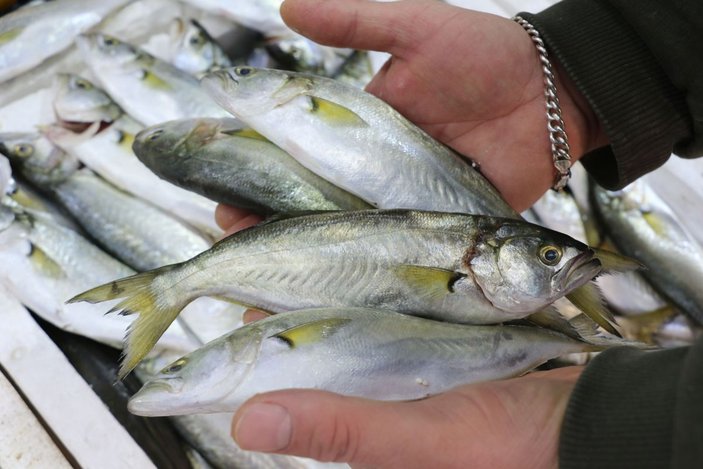 Karadeniz ısındı, balıkların boy ve göç yolları değişti -8