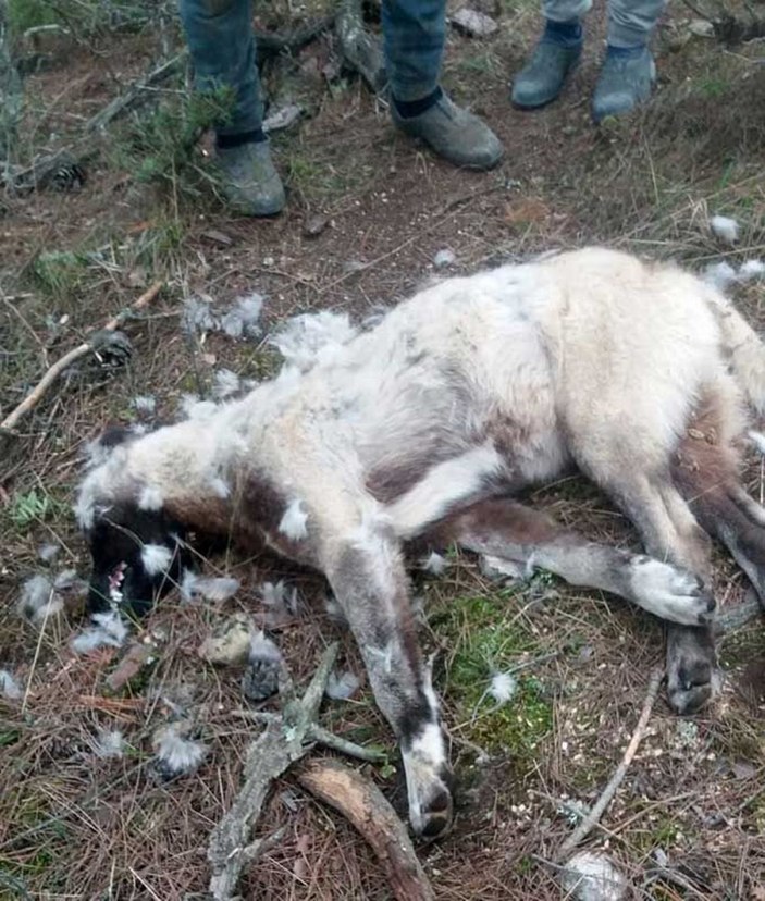 Zehirli balık kafalarından yiyen 8 çoban köpeği zehirlenerek öldü -5