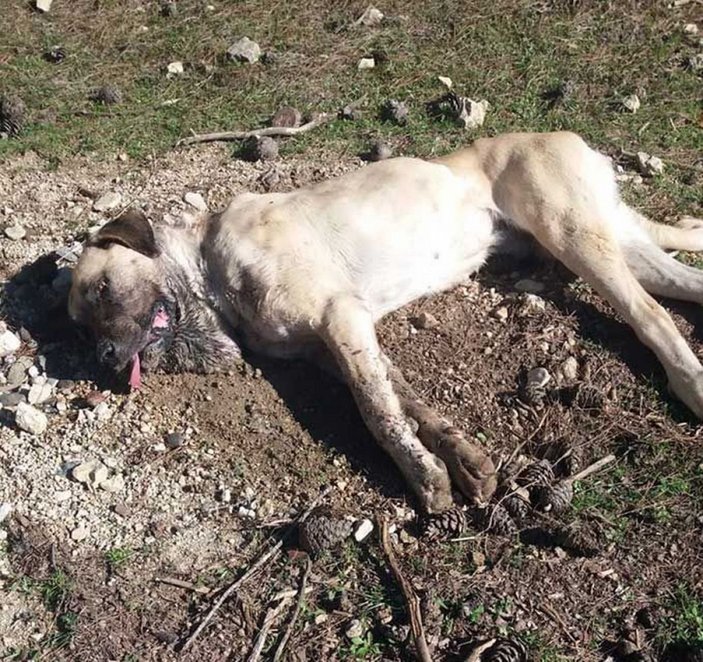 Zehirli balık kafalarından yiyen 8 çoban köpeği zehirlenerek öldü -6