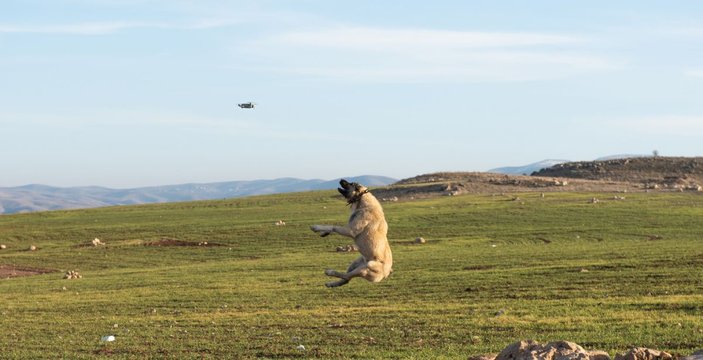 Kangal köpeğinin, 5 metre yüksekteki dronu kapma anı kamerada -4