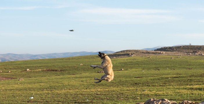 Kangal köpeğinin, 5 metre yüksekteki dronu kapma anı kamerada -4