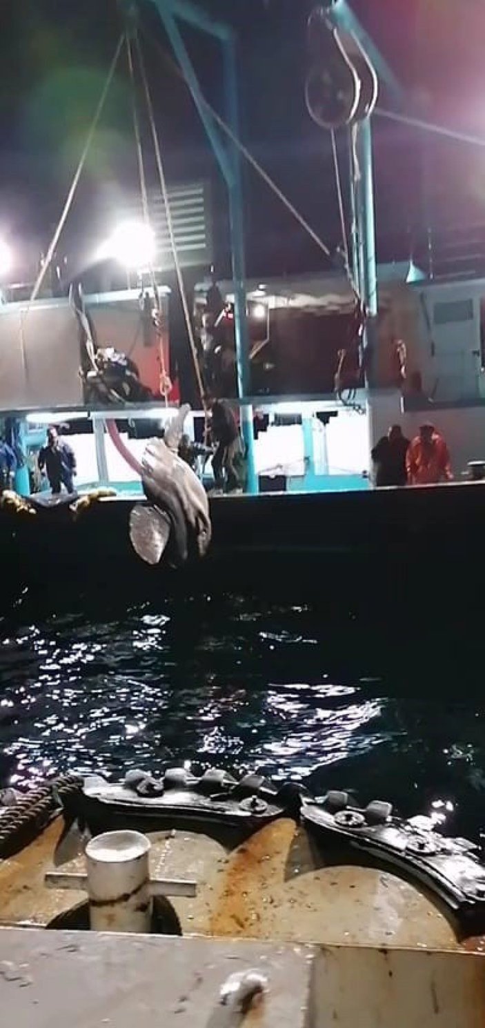 Balıkçıların ağına takılan nesli tehlike altındaki ay balığı, tekrar denize bırakıldı -1