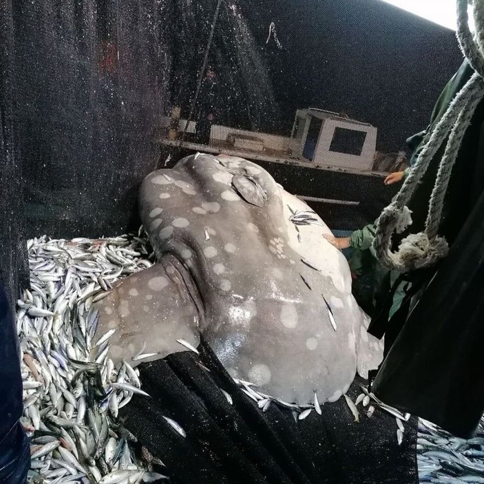 Balıkçıların ağına takılan nesli tehlike altındaki ay balığı, tekrar denize bırakıldı -6