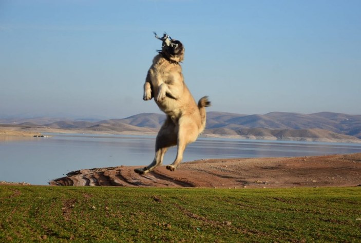 Kangal köpeğinin, 5 metre yüksekteki dronu kapma anı kamerada -1