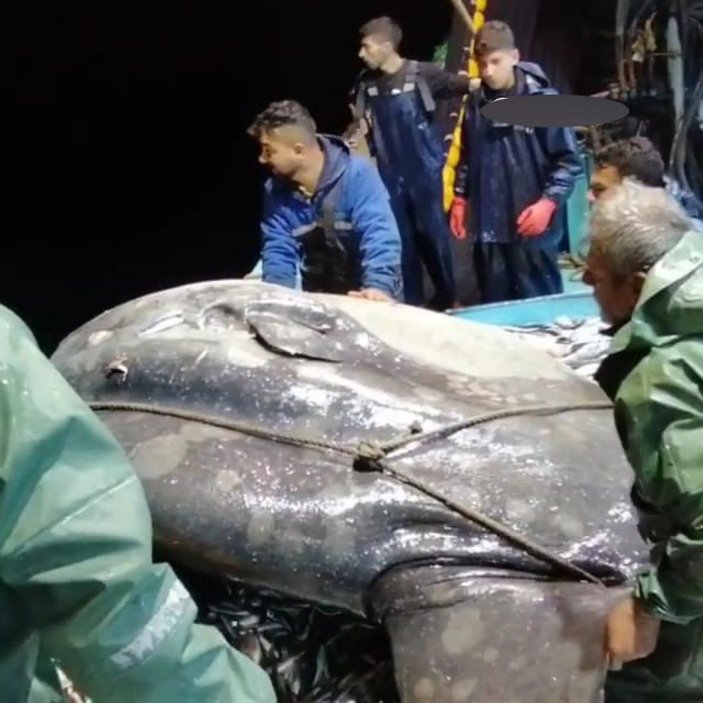 Balıkçıların ağına takılan nesli tehlike altındaki ay balığı, tekrar denize bırakıldı -3