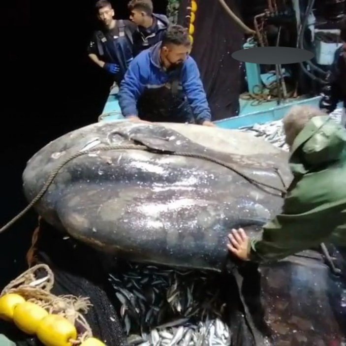 Balıkçıların ağına takılan nesli tehlike altındaki ay balığı, tekrar denize bırakıldı -4