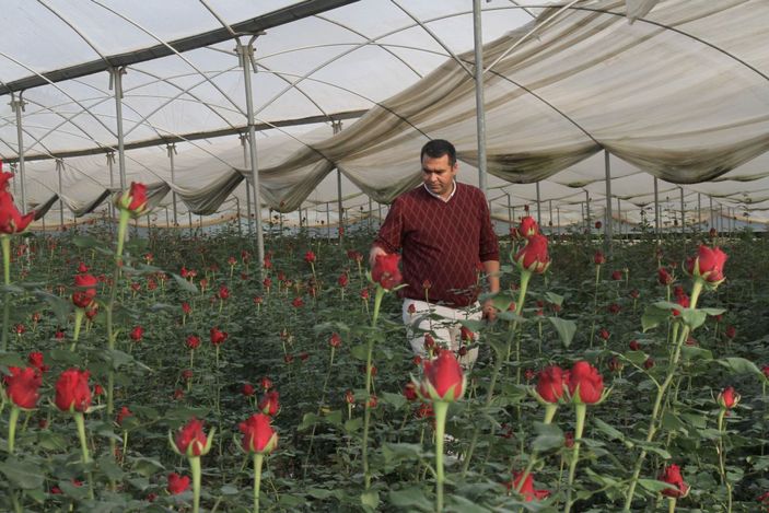 Kırmızı gül serada 2,5 lira, çiçekçide 20 lira -7