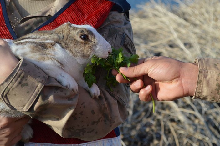 Hazar Gölü adacığındaki tavşanlara jandarma bakıyor