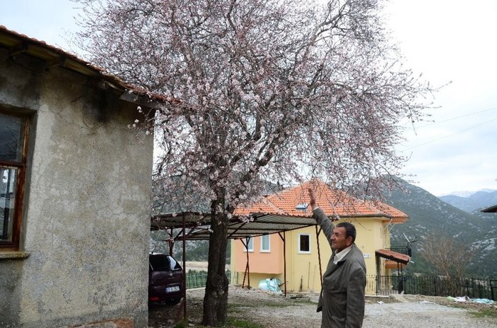 Güneşe aldanan badem ağaçları erken çiçek açtı -16