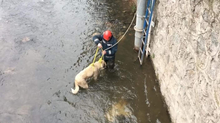 Ordu'da buz gibi suda mahsur kalan köpek kurtarıldı