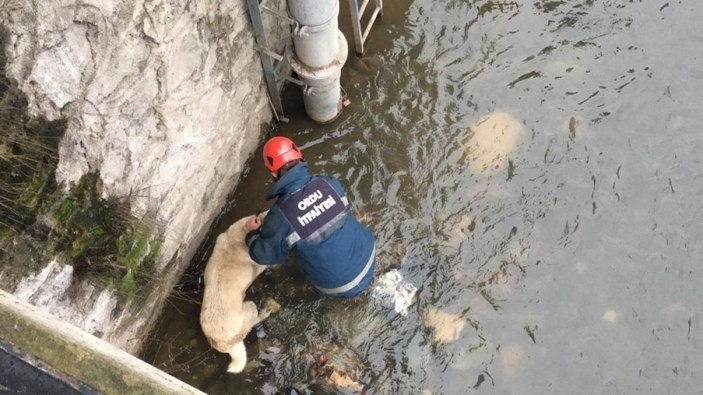 Ordu'da buz gibi suda mahsur kalan köpek kurtarıldı