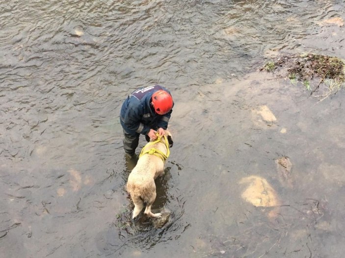 Ordu'da buz gibi suda mahsur kalan köpek kurtarıldı