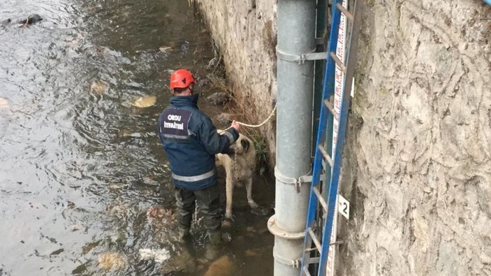 Ordu'da buz gibi suda mahsur kalan köpek kurtarıldı