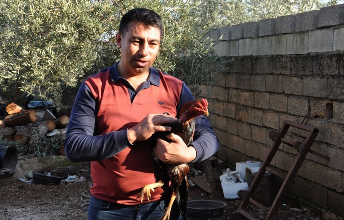 Horozun, aynadaki yansımasıyla kavgası şaşırttı -2