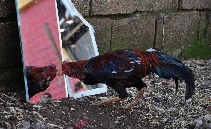 Horozun, aynadaki yansımasıyla kavgası şaşırttı -6