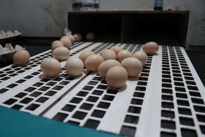 Yumurta üreticisinde ‘gezen tavuk yumurtası’ uyarısı: Bugün ülkemizde üretimi mümkün değil -2