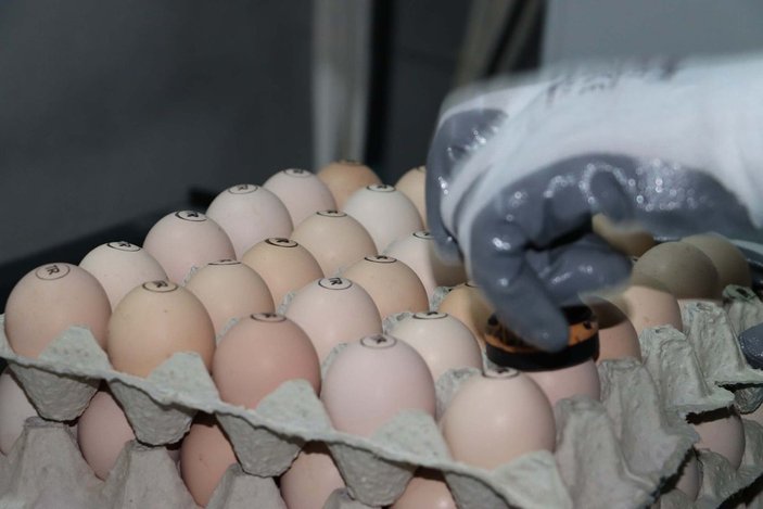 Yumurta üreticisinde ‘gezen tavuk yumurtası’ uyarısı: Bugün ülkemizde üretimi mümkün değil -1