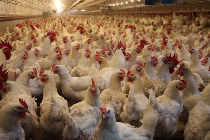 Yumurta üreticisinde ‘gezen tavuk yumurtası’ uyarısı: Bugün ülkemizde üretimi mümkün değil -5