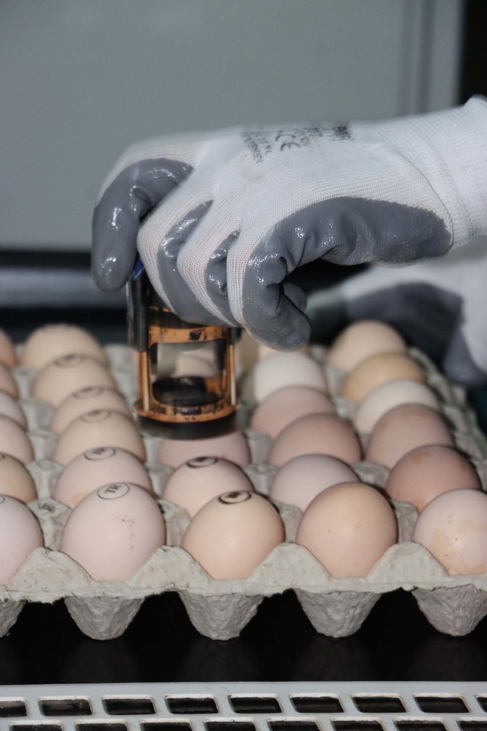Yumurta üreticisinde ‘gezen tavuk yumurtası’ uyarısı: Bugün ülkemizde üretimi mümkün değil -4