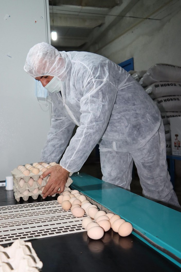 Yumurta üreticisinde ‘gezen tavuk yumurtası’ uyarısı: Bugün ülkemizde üretimi mümkün değil -3
