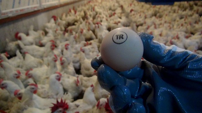 Yumurta üreticisinde ‘gezen tavuk yumurtası’ uyarısı: Bugün ülkemizde üretimi mümkün değil -7