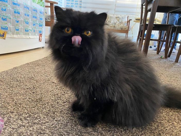 Pandemide evde kalınması kedilerin psikolojisini bozdu, antidepresan kullanımı arttı -4