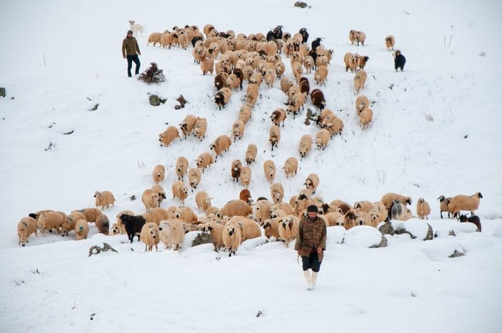 Tunceli'de, çobanların karda zorlu mesaisi -1