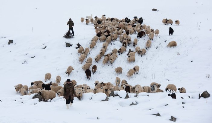 Tunceli'de, çobanların karda zorlu mesaisi -9