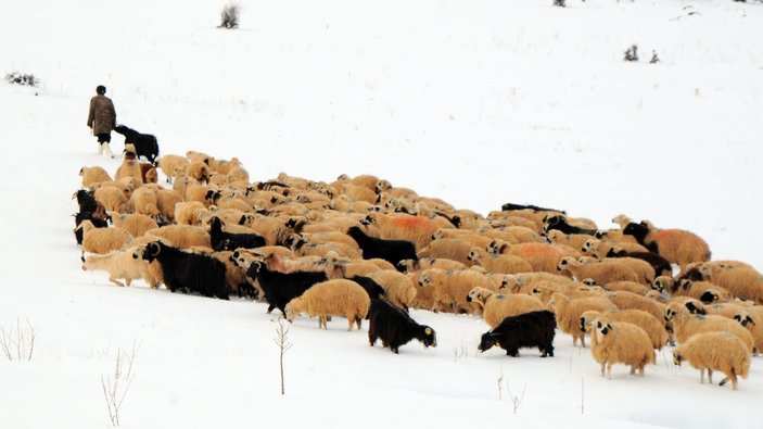 Tunceli'de, çobanların karda zorlu mesaisi -3