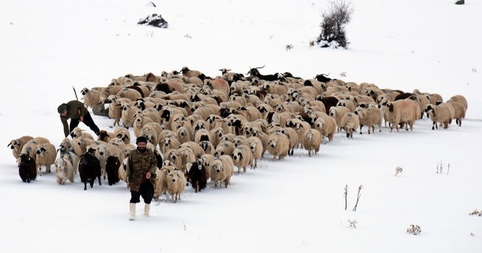 Tunceli'de, çobanların karda zorlu mesaisi -2