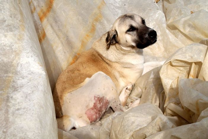 d Komşusu, üniversiteli Fatma’nın köpeğini vurdu, 'Aynısını sana da yaparım' diye tehdit etti -4