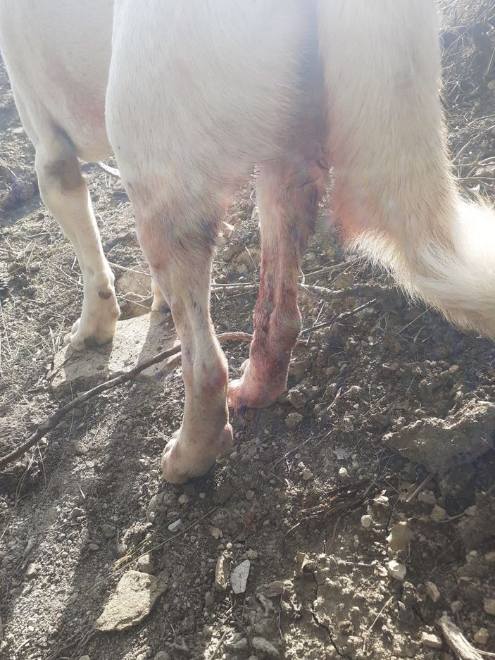 d Komşusu, üniversiteli Fatma’nın köpeğini vurdu, 'Aynısını sana da yaparım' diye tehdit etti -10