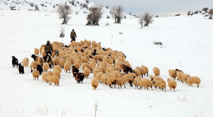 Tunceli'de, çobanların karda zorlu mesaisi -4